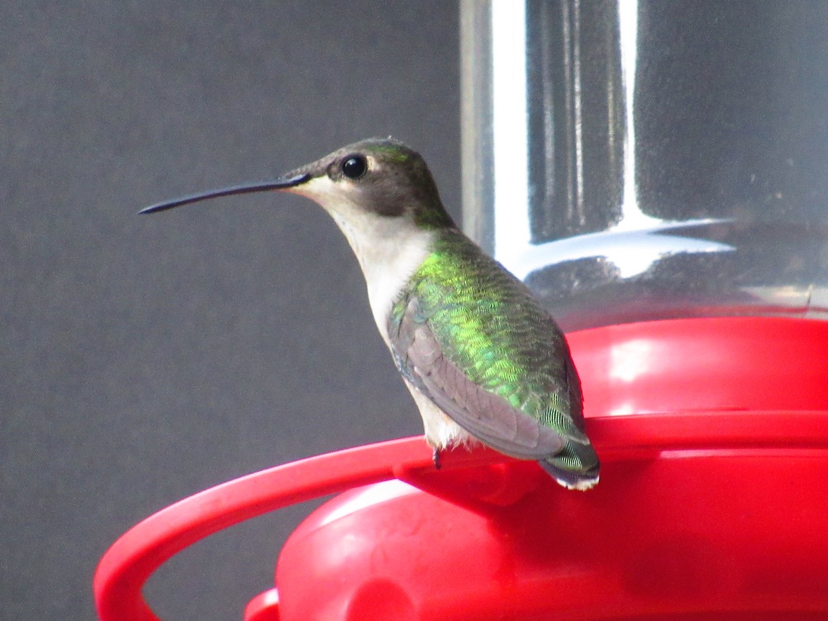 Ruby-throated Hummingbird - Caleb Helsel