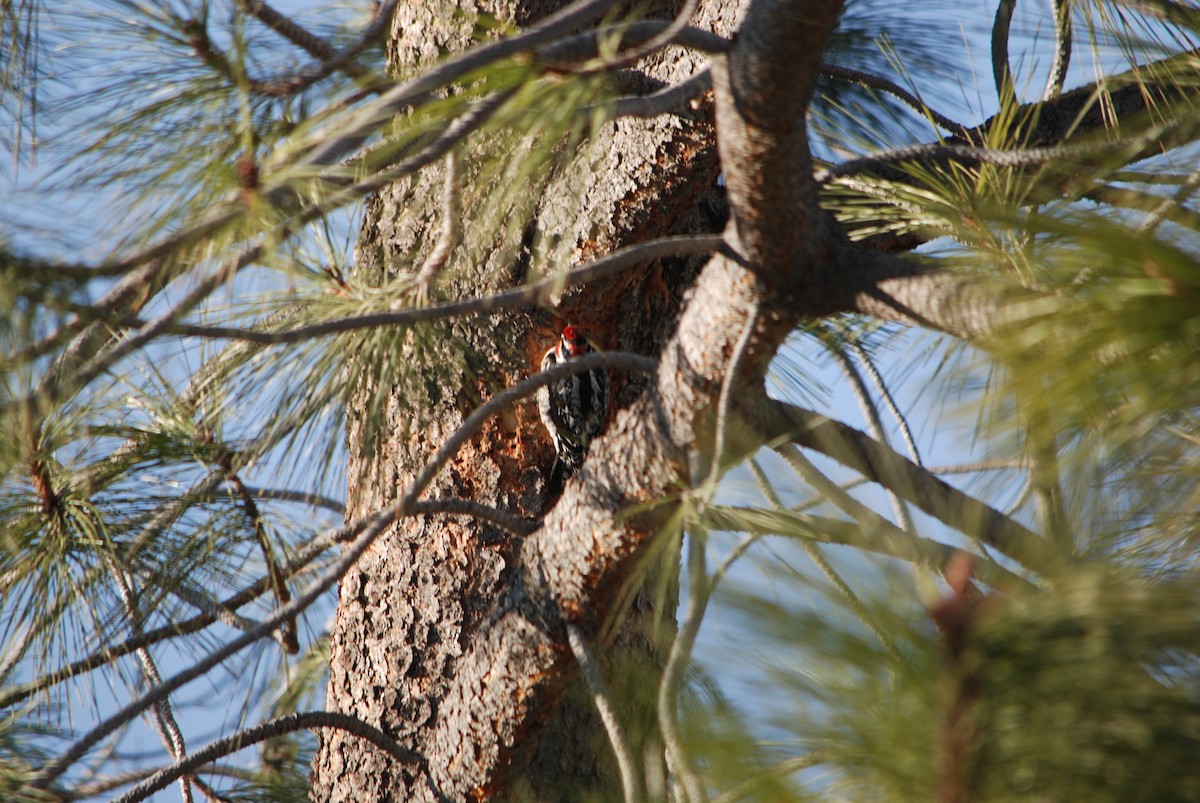 Red-naped Sapsucker - ML176961611