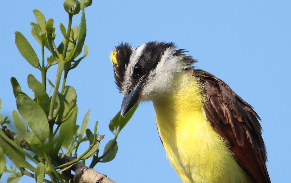 Great Kiskadee - ML176961691