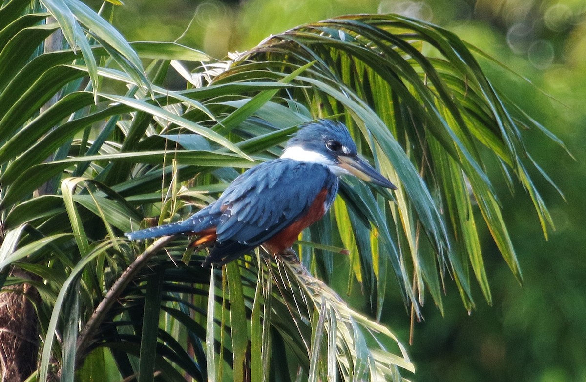 Ringed Kingfisher - ML176961831