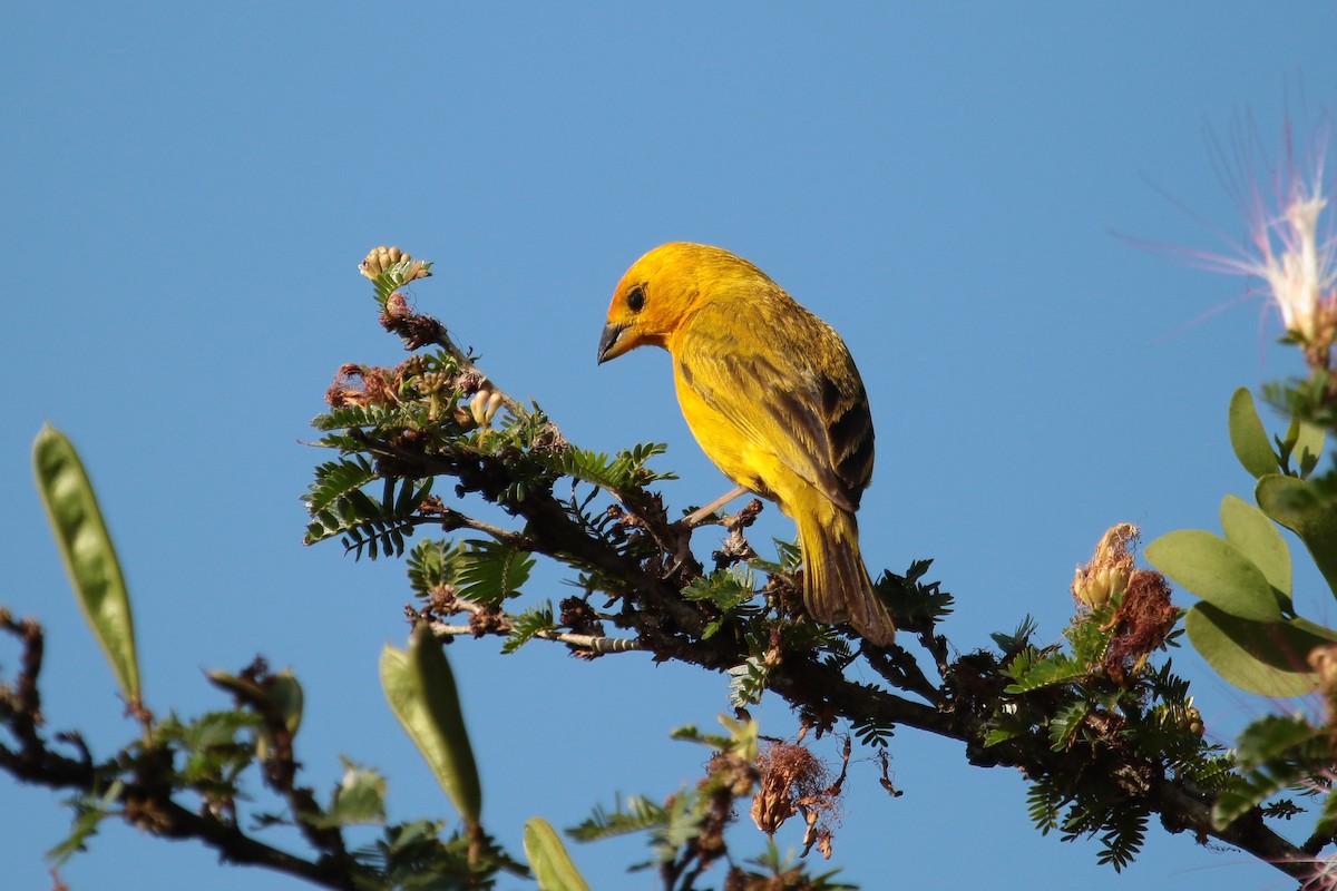 Saffron Finch - ML176962011