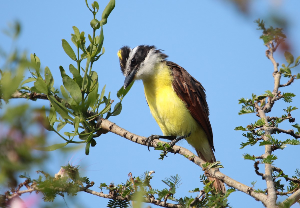 Great Kiskadee - ML176962111