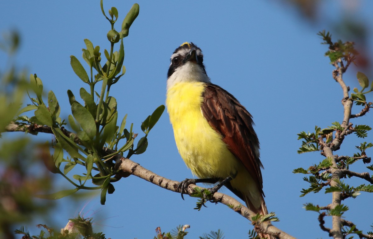 Great Kiskadee - ML176962171