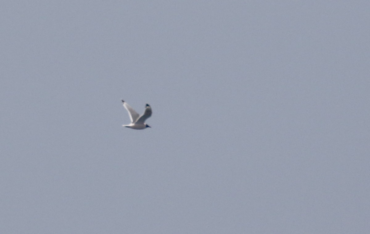 Franklin's Gull - ML176962251