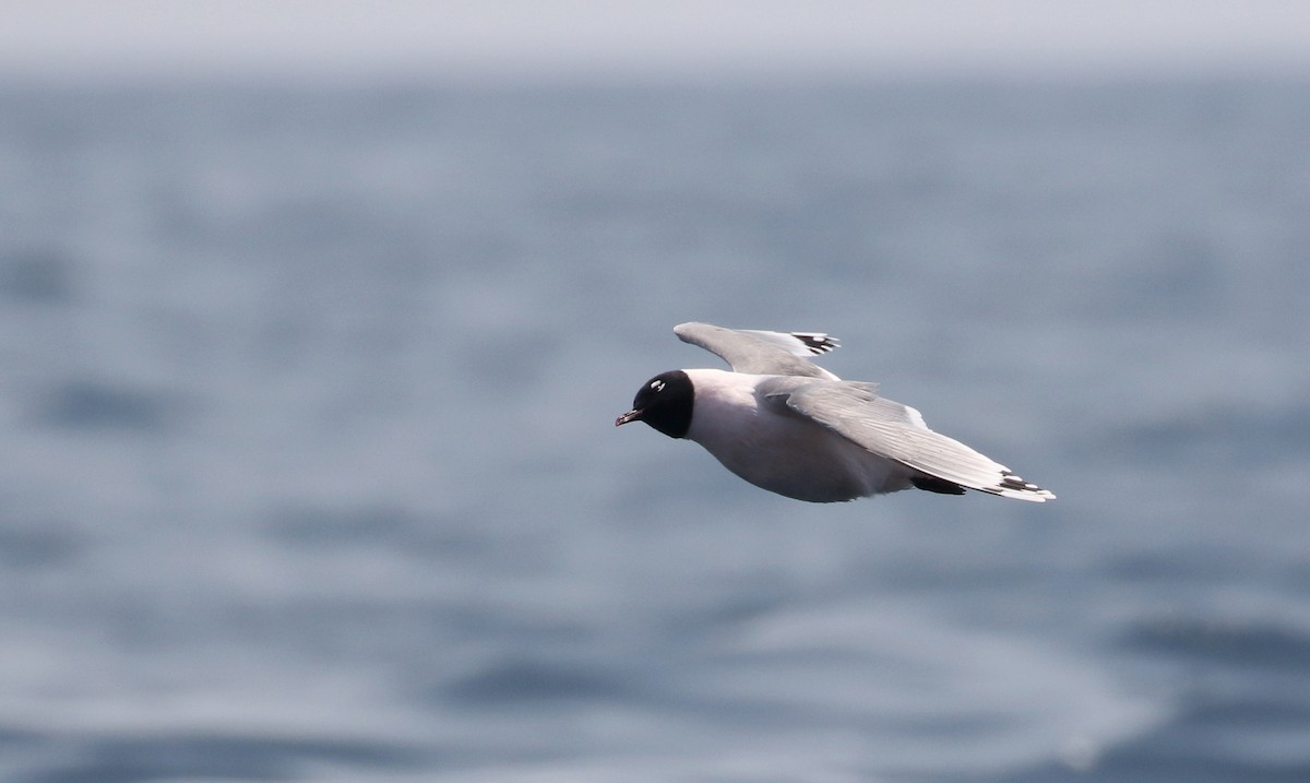 Franklin's Gull - ML176962481