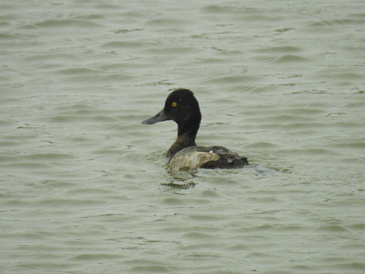 Lesser Scaup - Bruce Hoover