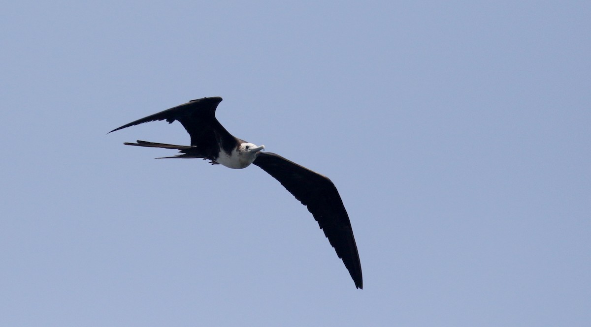 Frégate superbe - ML176962961