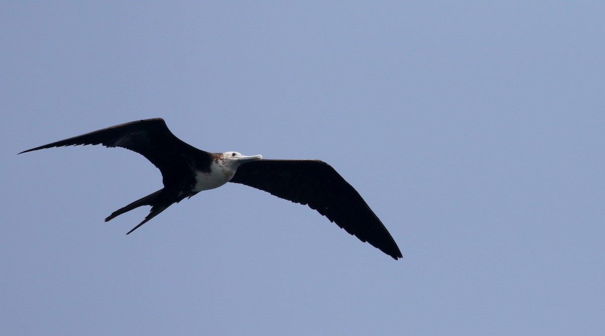 Magnificent Frigatebird - ML176962981