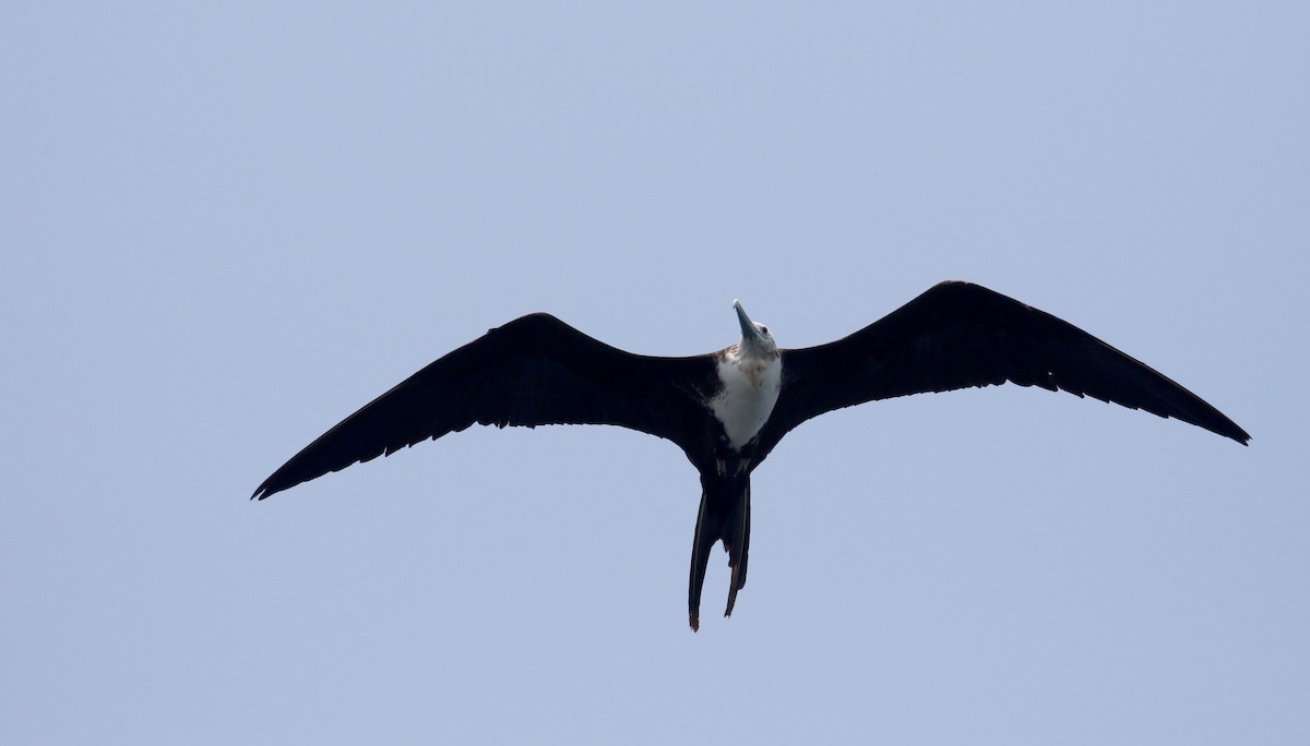 Magnificent Frigatebird - ML176963021