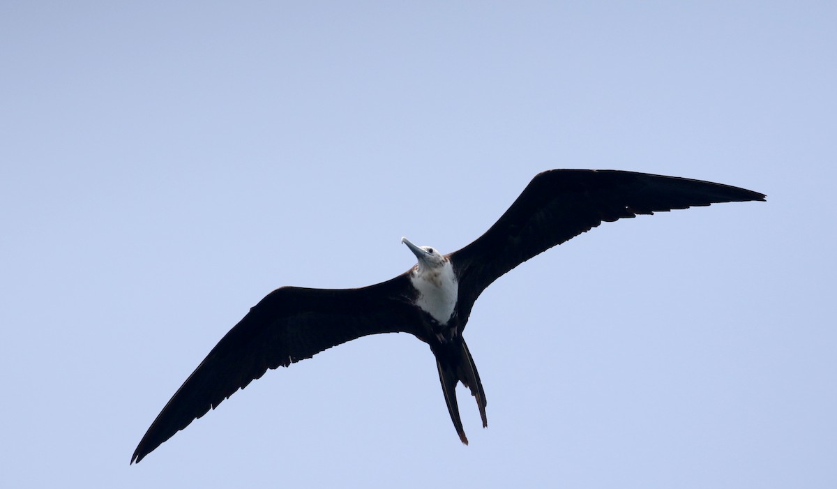 Magnificent Frigatebird - ML176963051