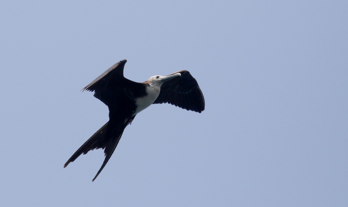Magnificent Frigatebird - ML176963071