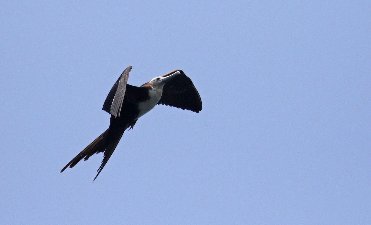 Magnificent Frigatebird - ML176963091