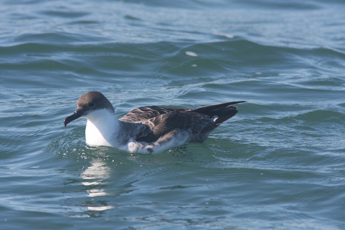 Great Shearwater - Brennan Mulrooney