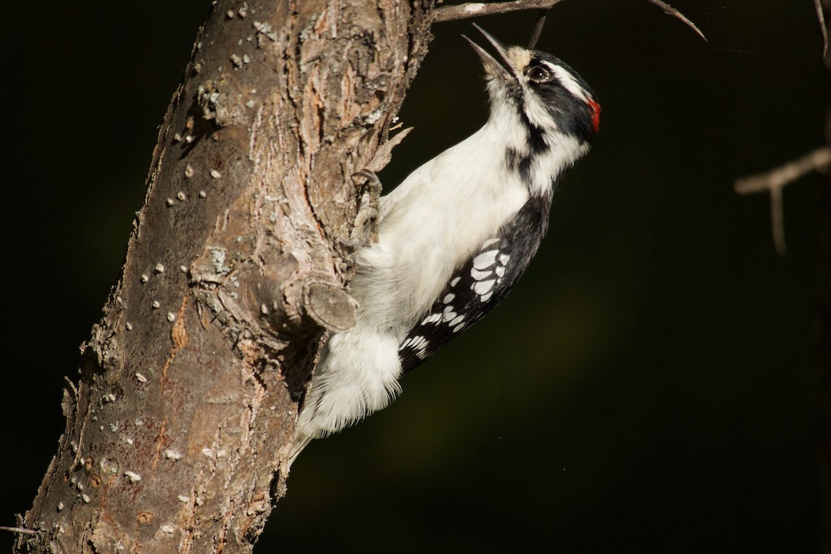 Downy Woodpecker - ML176965341