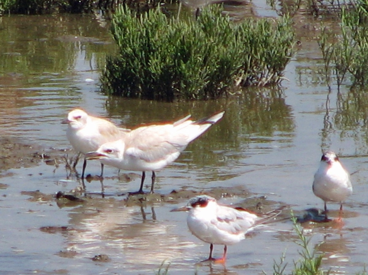 Gull-billed Tern - ML176966471