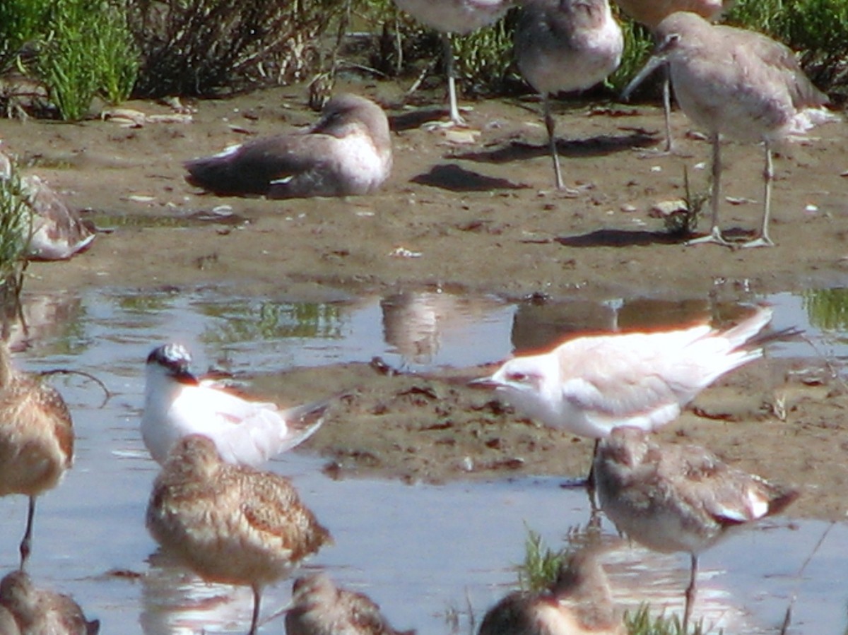 Gull-billed Tern - ML176966721