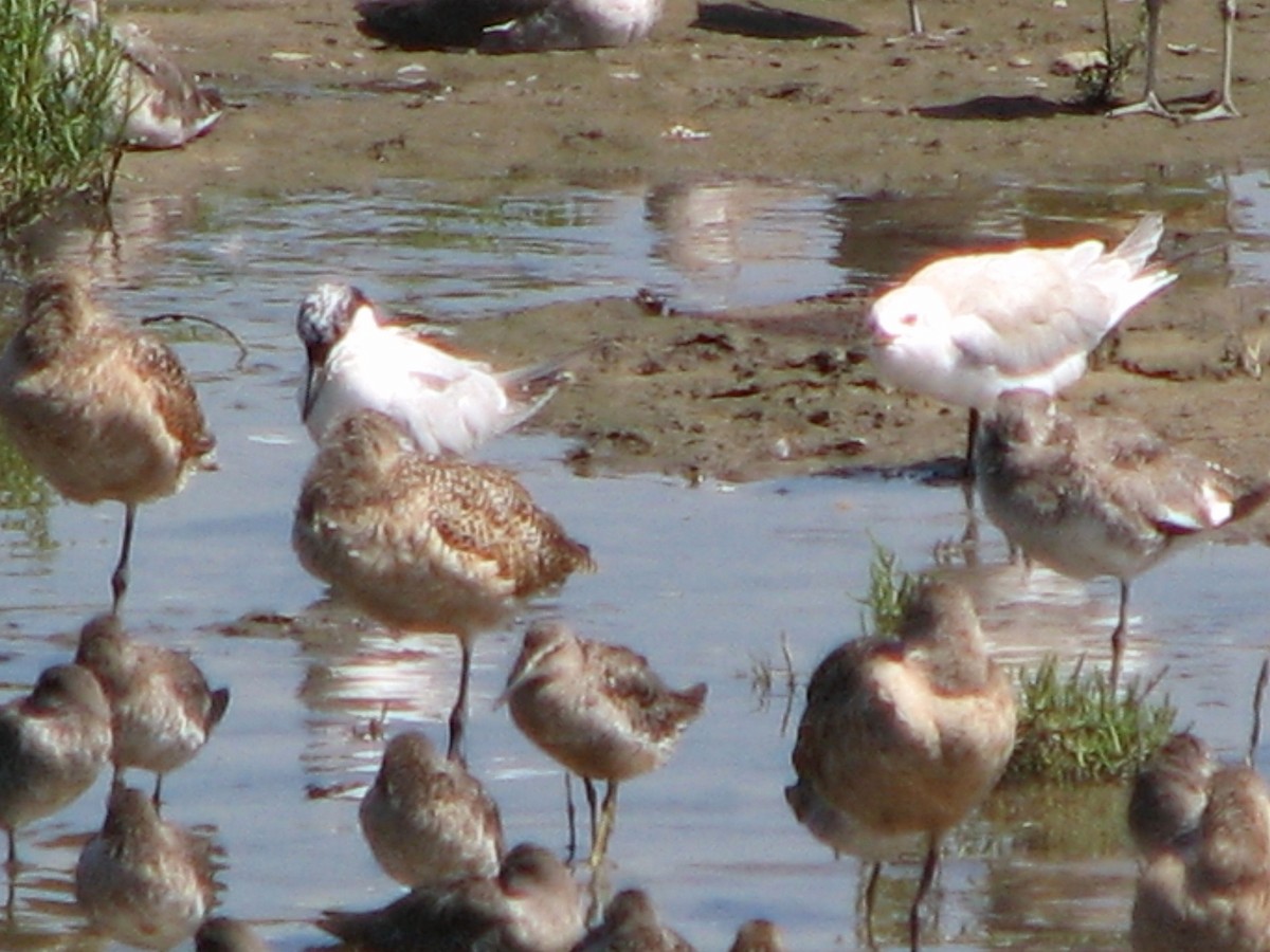 Gull-billed Tern - ML176966731