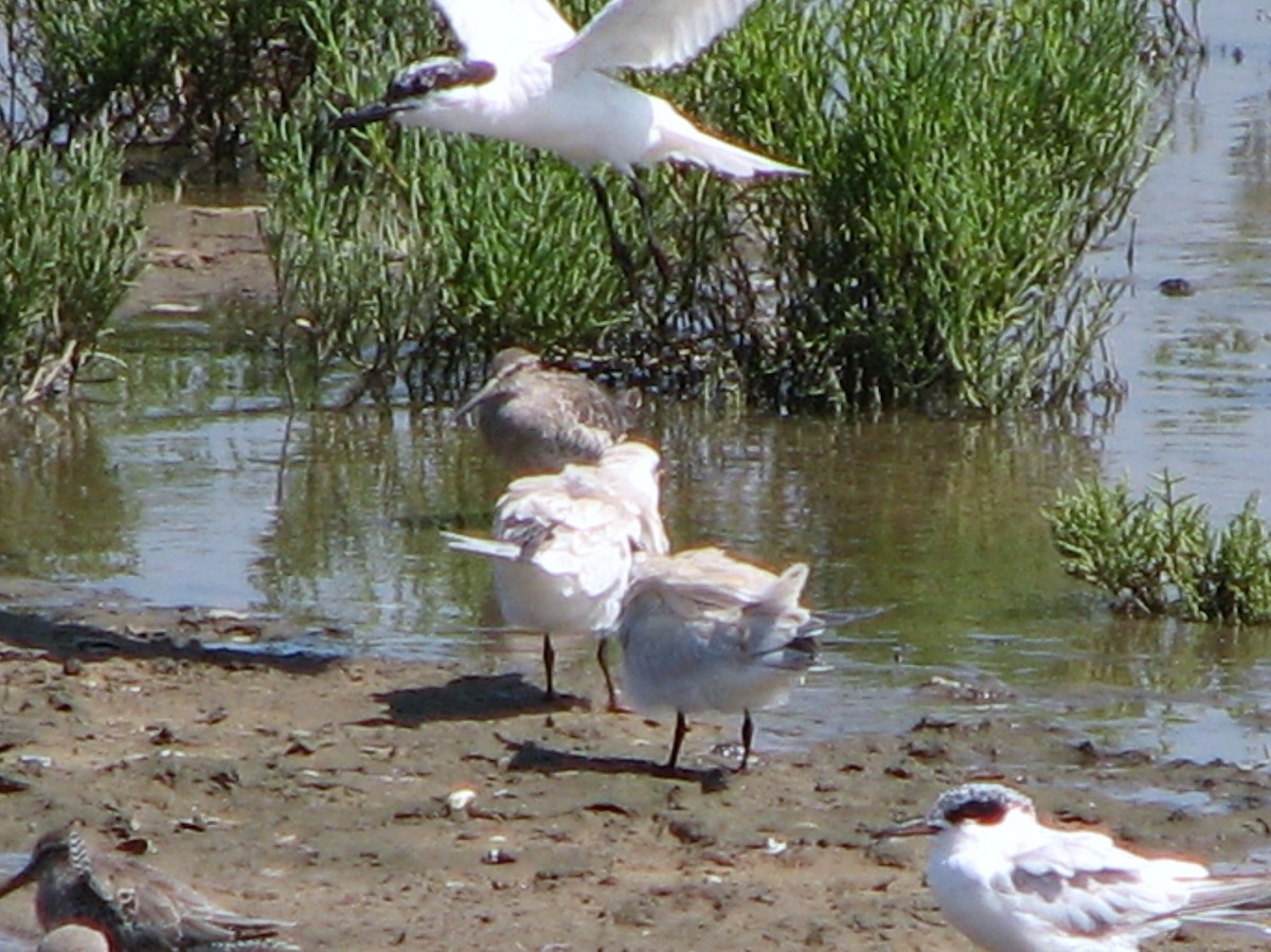 Gull-billed Tern - ML176966741