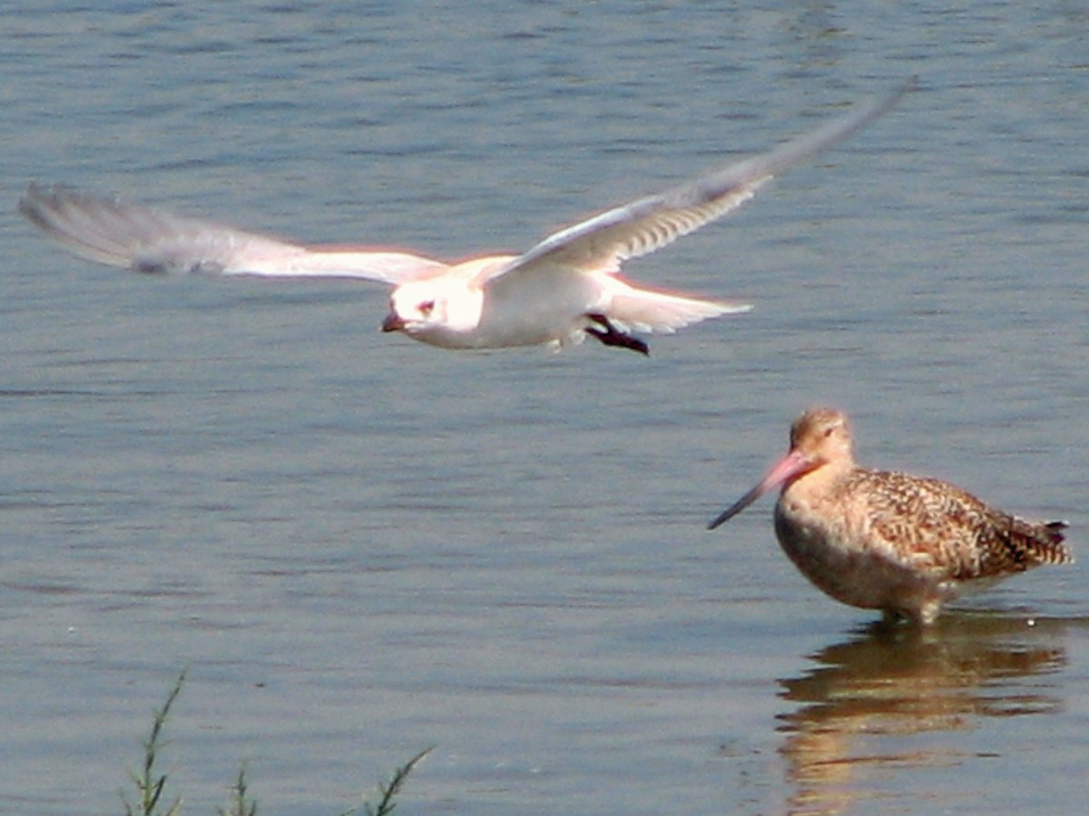 Gull-billed Tern - ML176967011