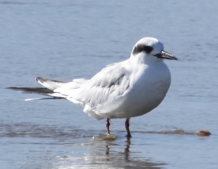 Forster's Tern - John/Linda Mendoza