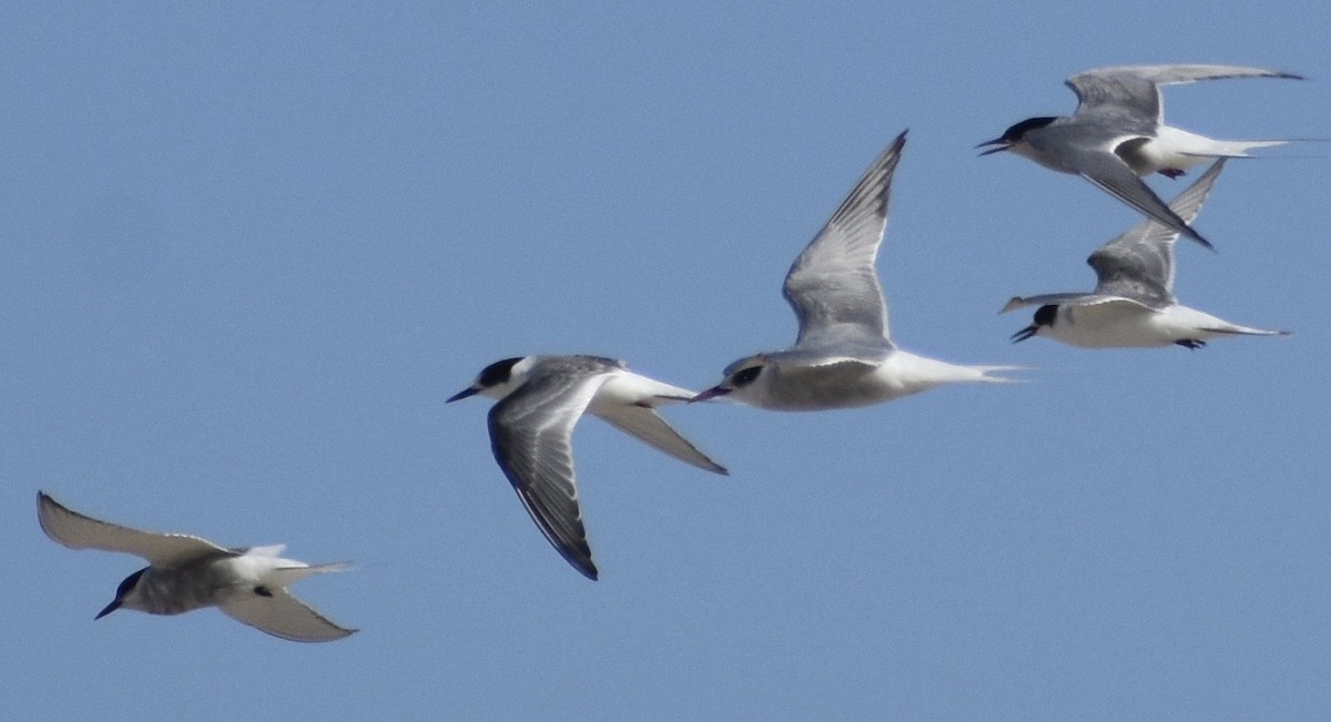 Forster's Tern - ML176969551