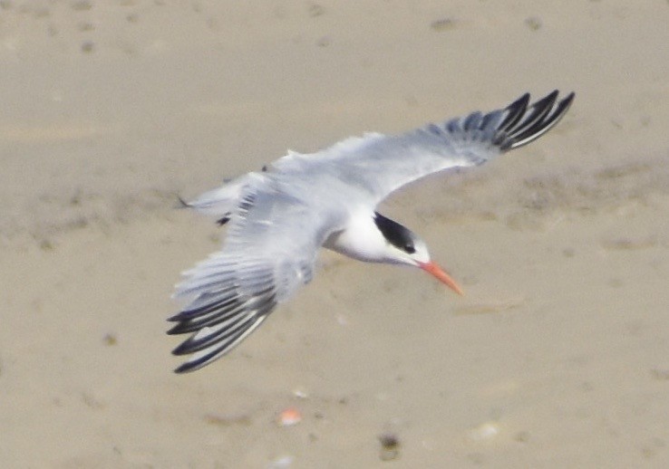 Elegant Tern - ML176969691