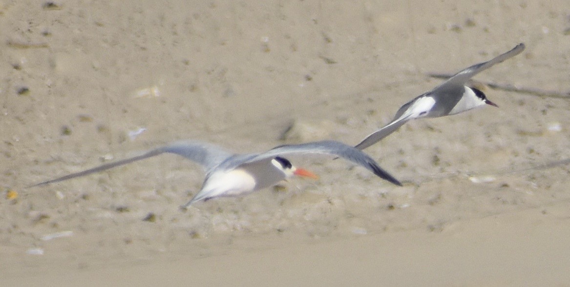 Elegant Tern - ML176969701