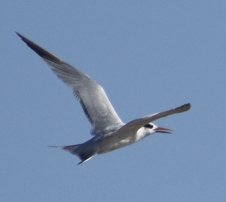 Elegant Tern - John/Linda Mendoza