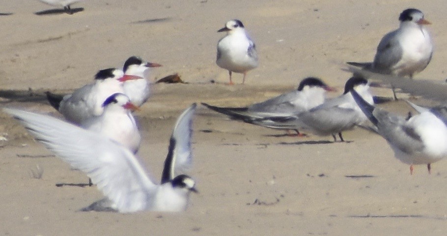 Elegant Tern - ML176969721