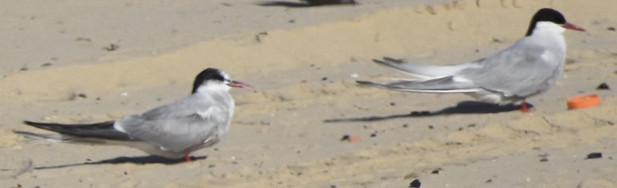 Arctic Tern - ML176970211