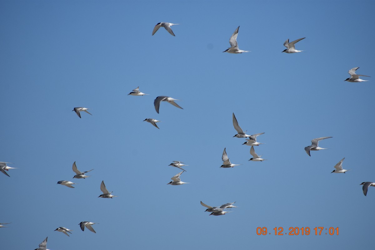 Arctic Tern - ML176970291