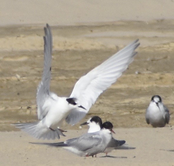 Arctic Tern - ML176970411