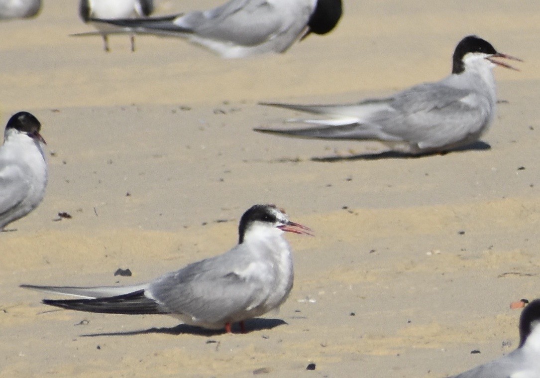 Arctic Tern - John/Linda Mendoza