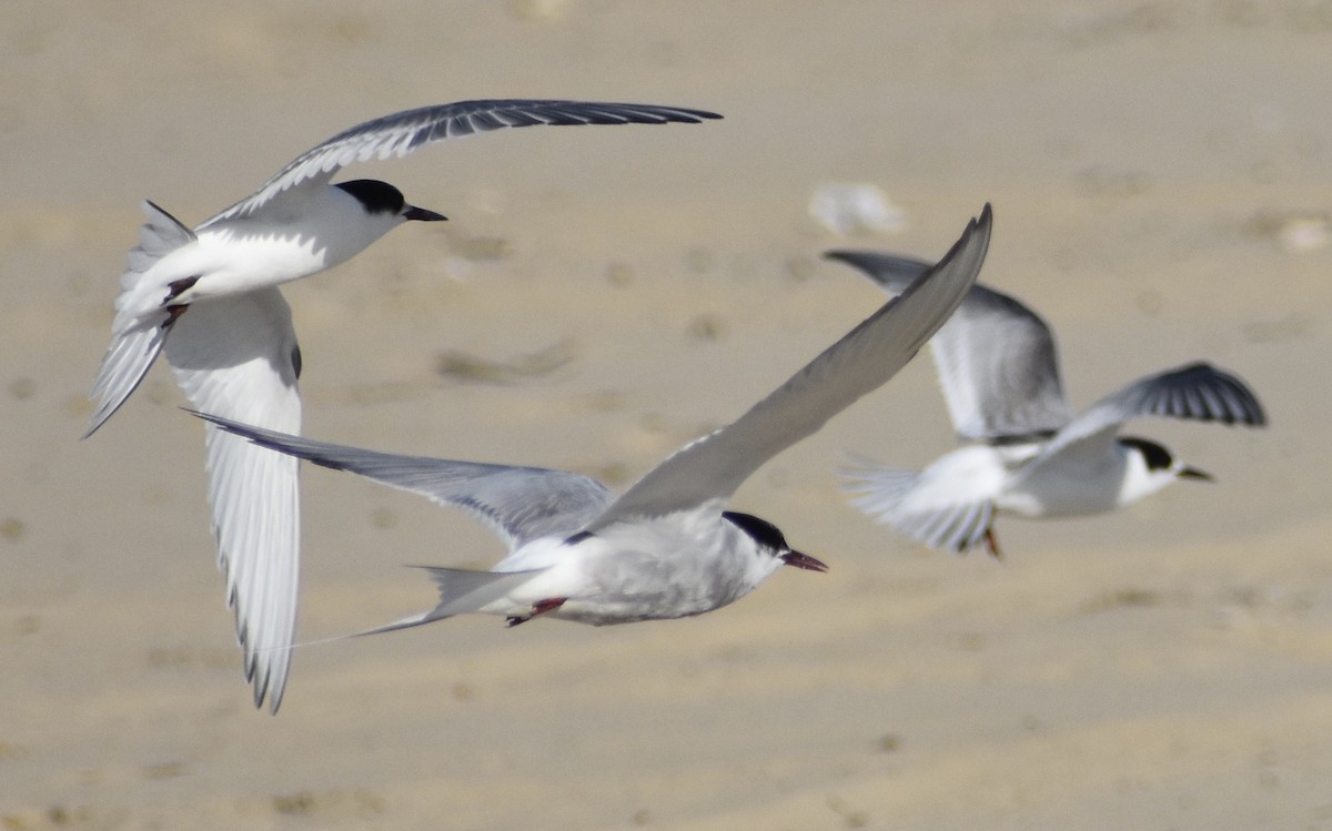 Arctic Tern - ML176970441