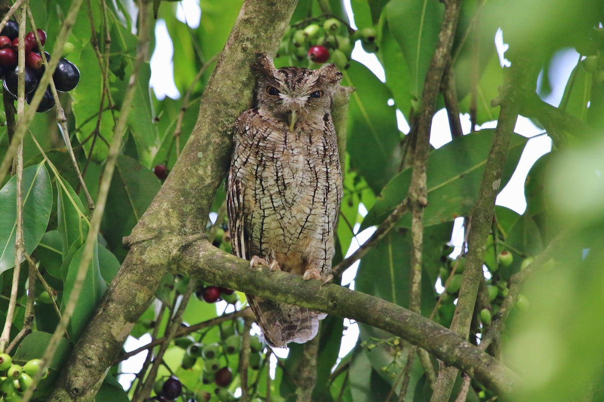 Tropical Screech-Owl - ML176970511