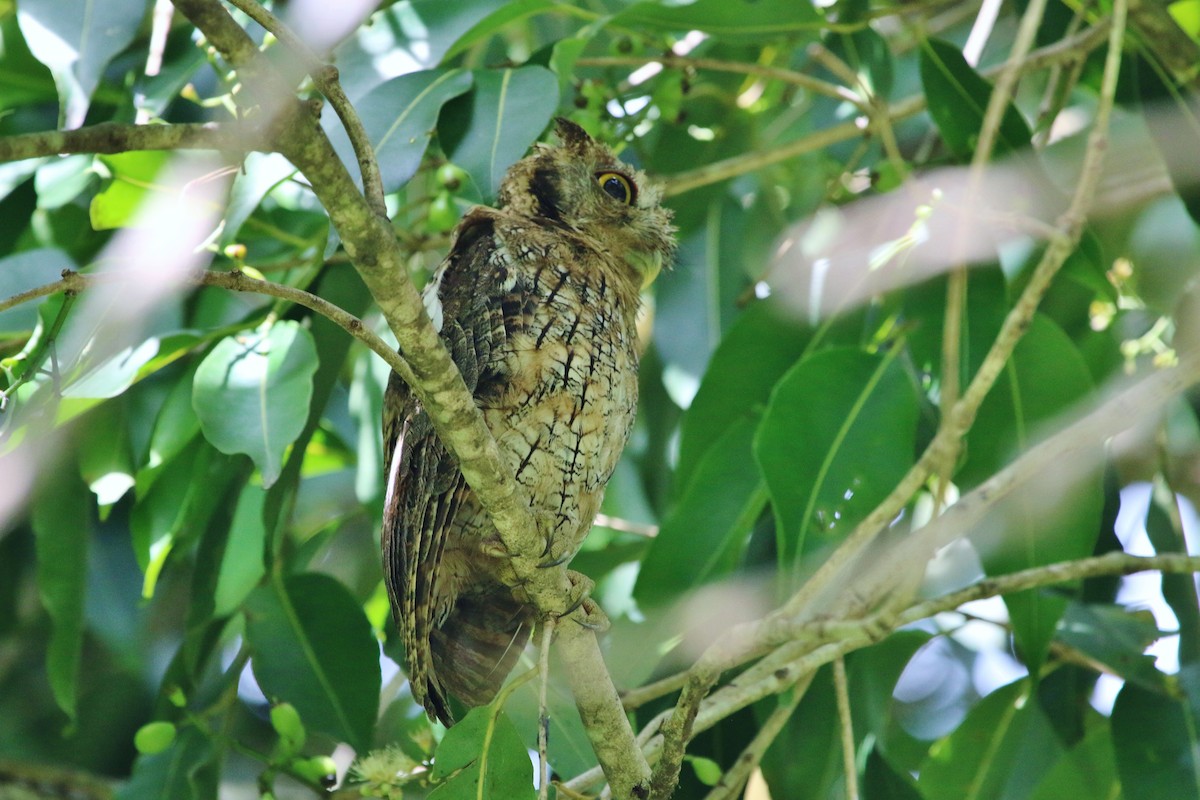 Tropical Screech-Owl - ML176970541