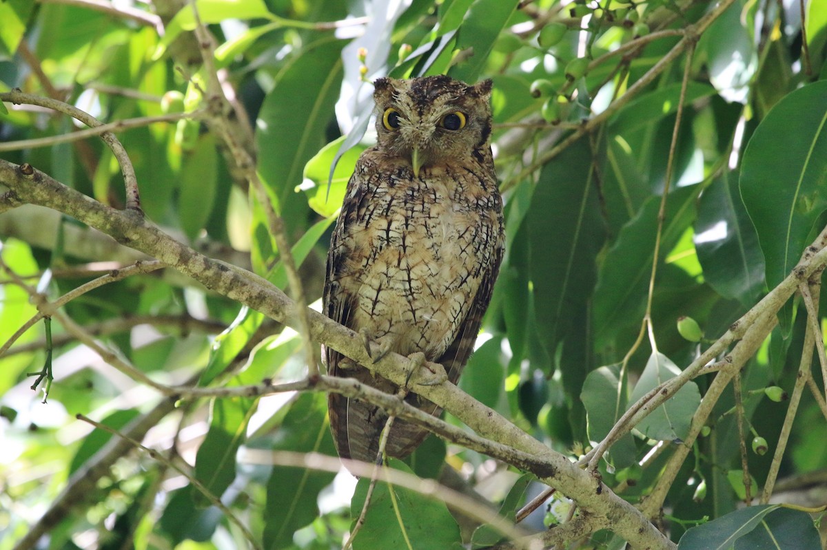 Tropical Screech-Owl - ML176970551