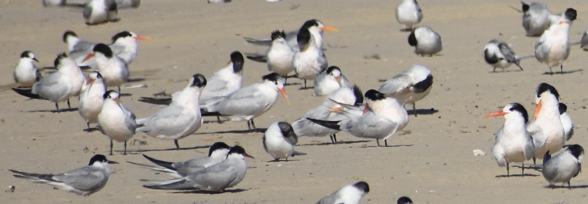 Elegant Tern - John/Linda Mendoza