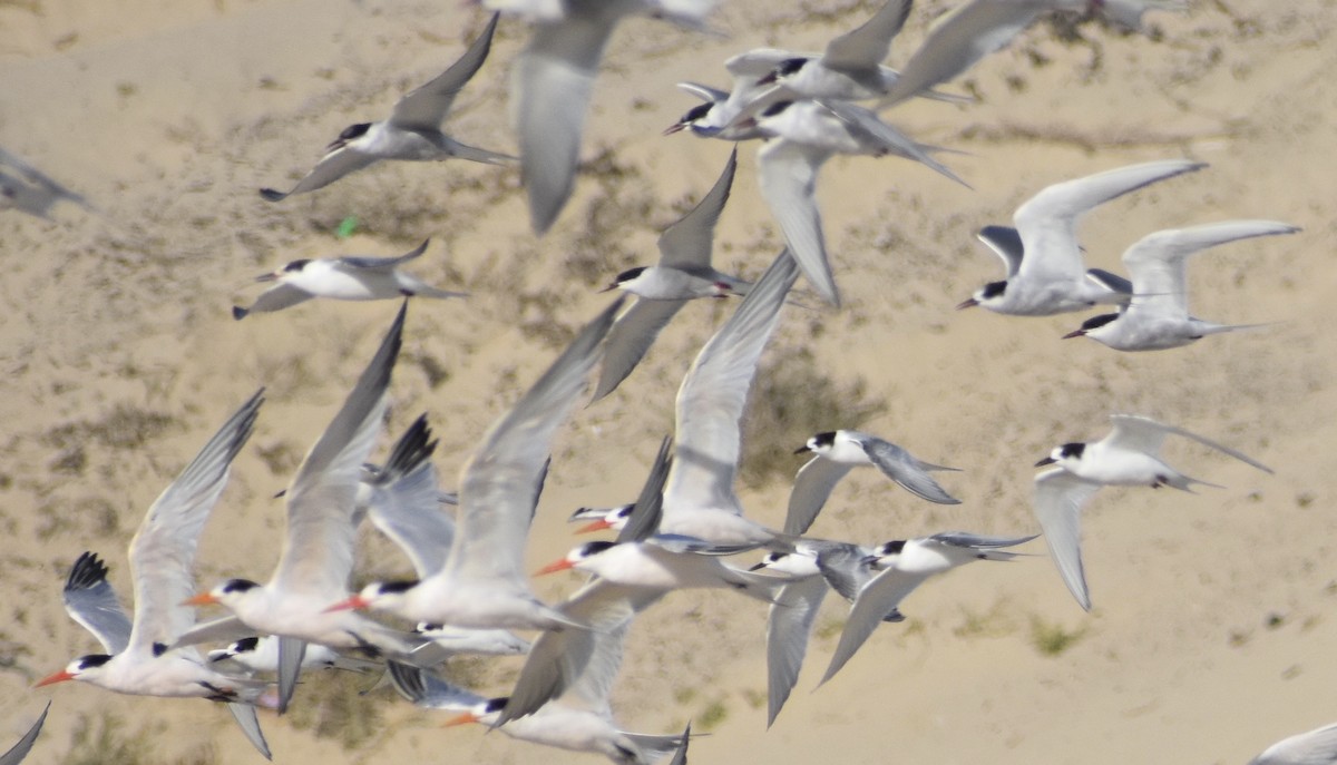 Elegant Tern - John/Linda Mendoza