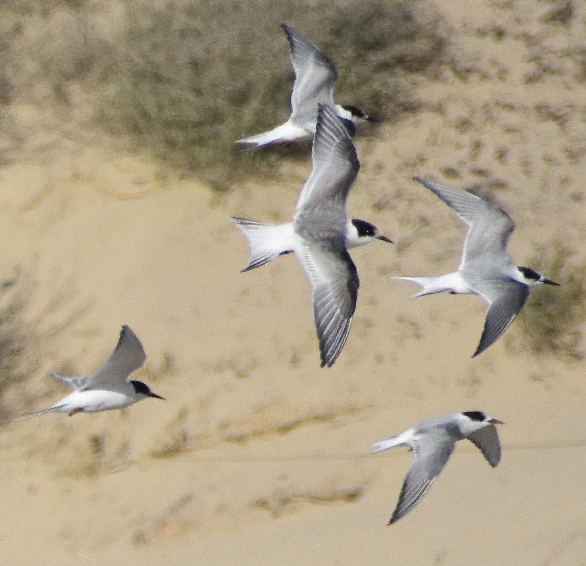 Arctic Tern - ML176970831