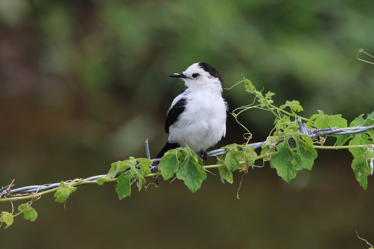 Pied Water-Tyrant - Suzanne O'Rourke