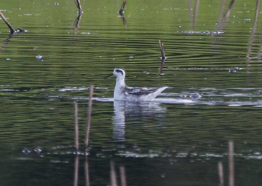 Red-necked Phalarope - Joel Strong