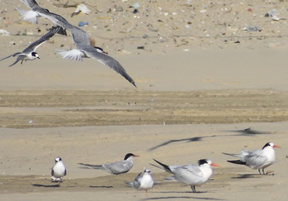 Elegant Tern - ML176971031