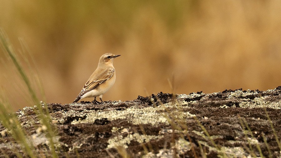 Northern Wheatear - Francisco Barroqueiro