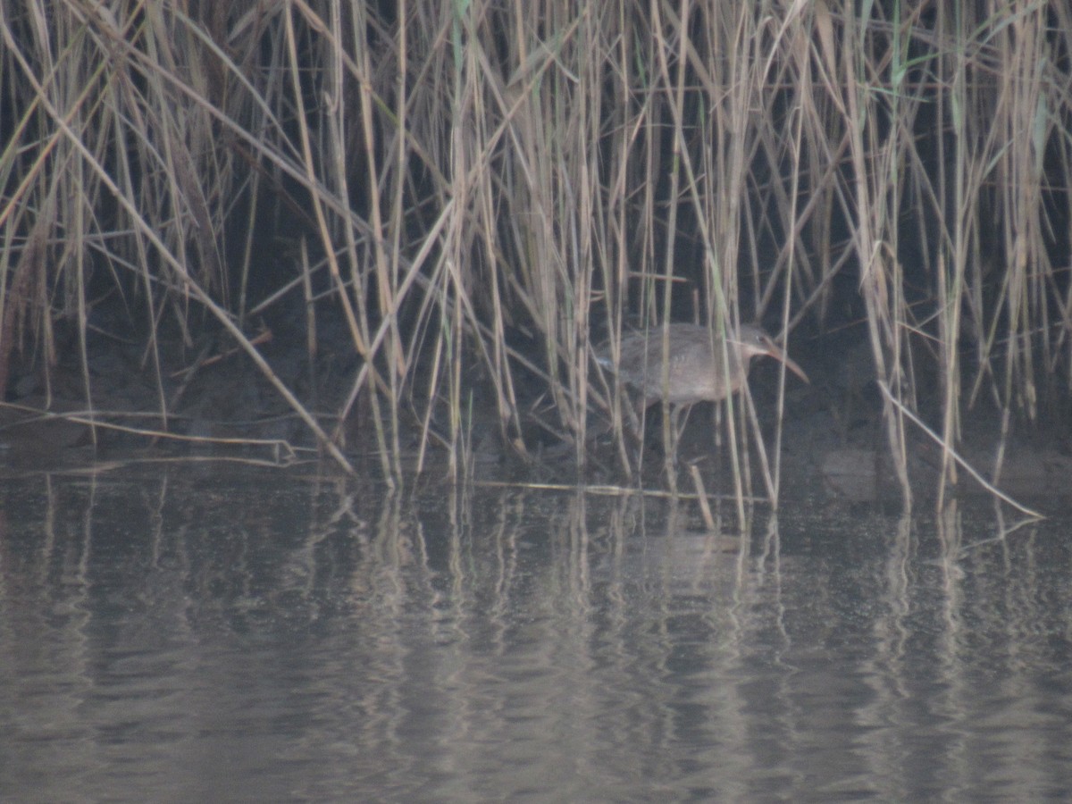 Clapper Rail - John Coyle