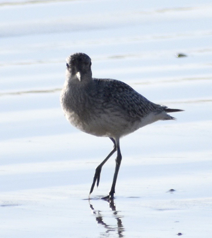 Black-bellied Plover - John/Linda Mendoza