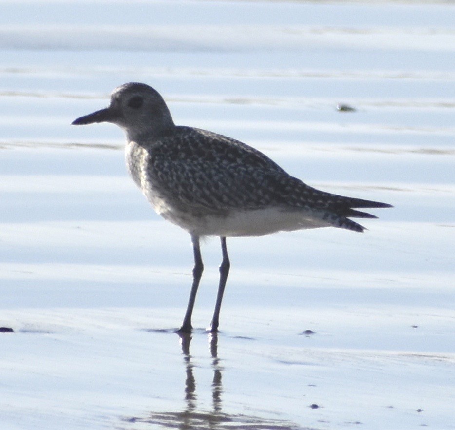 Black-bellied Plover - ML176971451