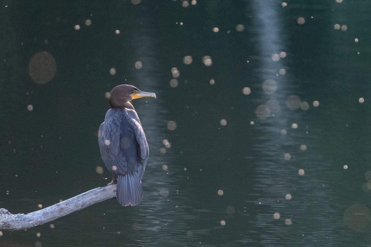 Cormoran à aigrettes - ML176973521