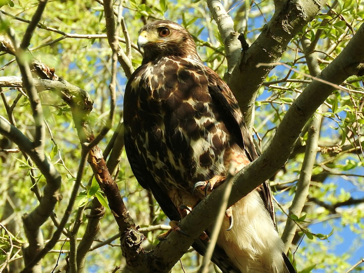 Harris's Hawk - ML176977431