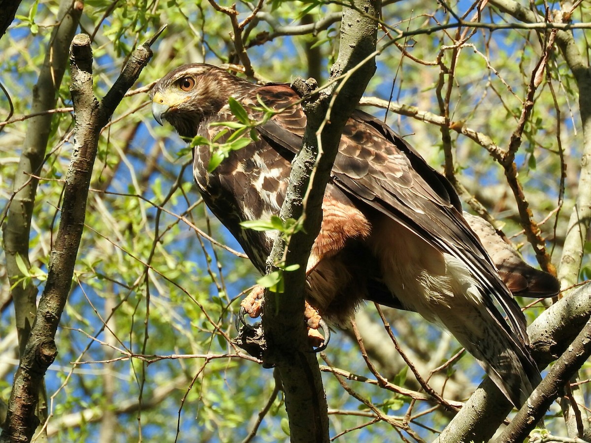 Harris's Hawk - Enrique Chiurla